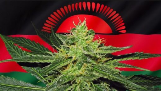 Parliament adopts motion to legalise Chamba cultivation