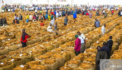 MRA refunds around K9.5 billion to tobacco farmers
