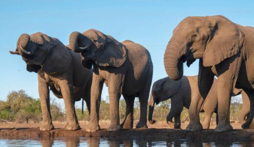 Botswana threatens to send 20,000 elephants to Germany