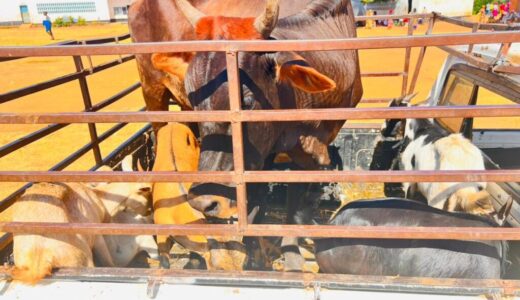 Prophet David Mbewe hailed for donating livestock to Muslims for Eid-El-Fitr