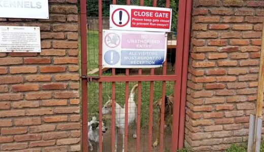 MISSION RABIES TAKES A BITE OUT OF DEADLY DISEASE: 25,000 dogs targeted in Blantyre City vaccination drive