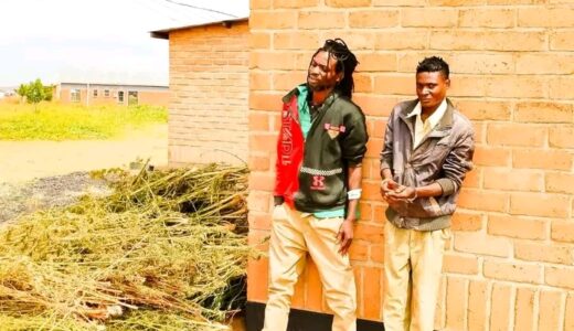 Ganja farmers arrested in Mzimba