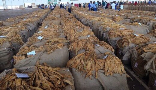 Tobacco Market Hits $53.7 Million in Week 3 as Lilongwe Floor Reopens After Brief Suspension
